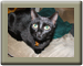 Nother cat
