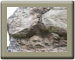 Rock