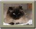 Yet nuther cat